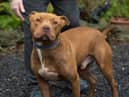 Morris, who is being cared for by Friends of Rescue and has recently stopped eating due to the stress of living in kennels.