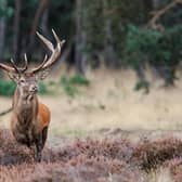 Police in Strabane are investigating after a deer carcass was found on land on Kirlish Road in Drumquin.