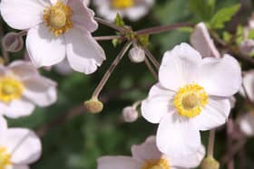 Japanese anemone by Drew Avery via https://www.flickr.com/photos/33590535@N06/ https://creativecommons.org/licenses/by/2.0/