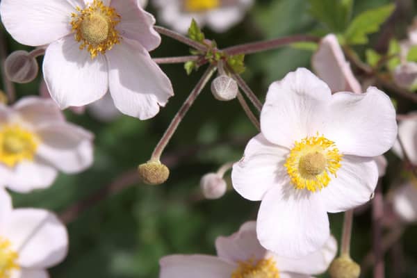 Japanese anemone by Drew Avery via https://www.flickr.com/photos/33590535@N06/ https://creativecommons.org/licenses/by/2.0/