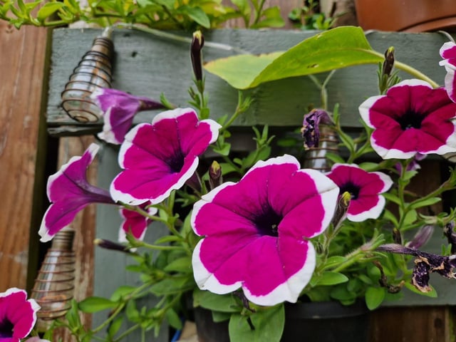 Derry gardens in bloom