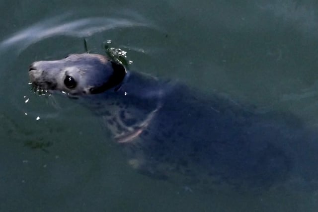 The damage to the seal's neck is visible but  it appears superficial. Skipper O'Brien will continue feeding and monitoring the seal for the next two weeks. Massive thanks to Skipper Liam O'Brien who's intervention has most definitely saved this seal's life and to Enda Craig for photographing it.