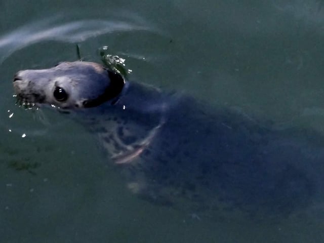 The damage to the seal's neck is visible but  it appears superficial. Skipper O'Brien will continue feeding and monitoring the seal for the next two weeks. Massive thanks to Skipper Liam O'Brien who's intervention has most definitely saved this seal's life and to Enda Craig for photographing it.