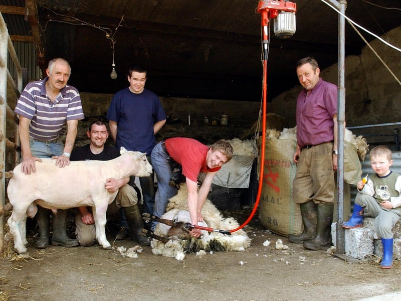 Four years old Jack O'Brien looks on as family and friends shear sheep at his granda's farm in Ballyderowen, Burnfoot. Included, from left, Tommy Mulligan, Patrick Lynch, John McGowan, Gary Butler and Leslie McGowan.
