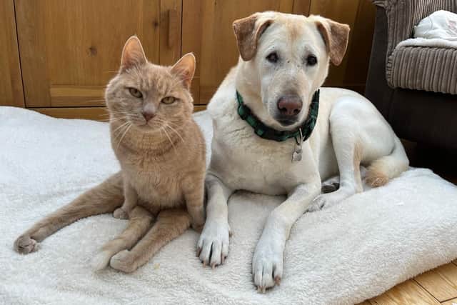 Claire has been inspired to write two children's books about the special pair - Animal News Agency