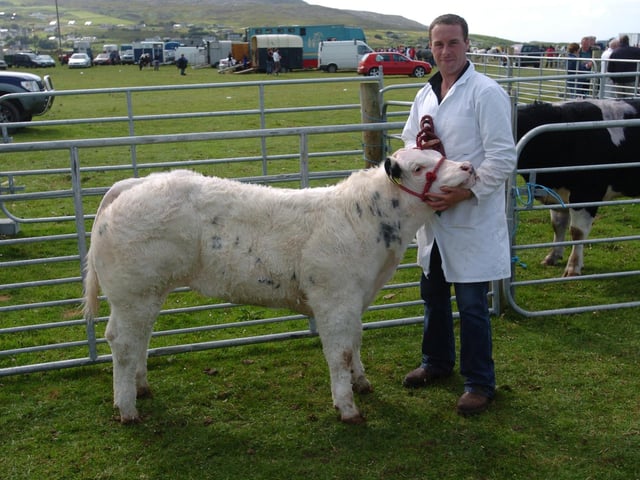 Clive Stevenson, pictured with his winning Heifer Calf at Clonmany Show. (0508A30) : Clonmany Festival, Vintage Show, Agricultural Show and Raft Race in August 2005.