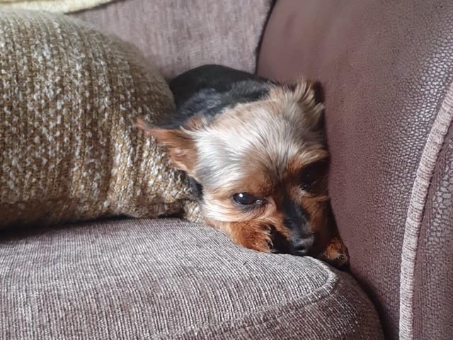 Nena not enjoying this weather