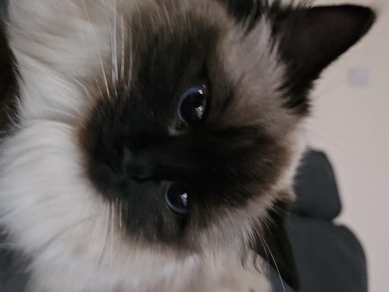 Christine's beloved cat Misty.