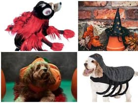 Halloween pet costumes