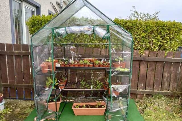 The plastic greenhouse with some of the seedlings transferred outside.