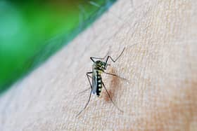 A mosquito on a human arm.