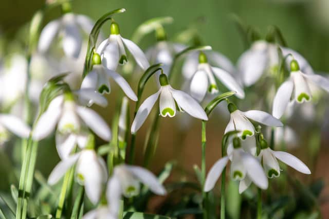 A cluster of snowdrops growing in the late winter sunshine (photo: Adobe)