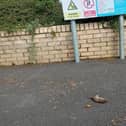 The remains of a rat on the quayside on Friday.