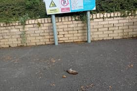 The remains of a rat on the quayside on Friday.