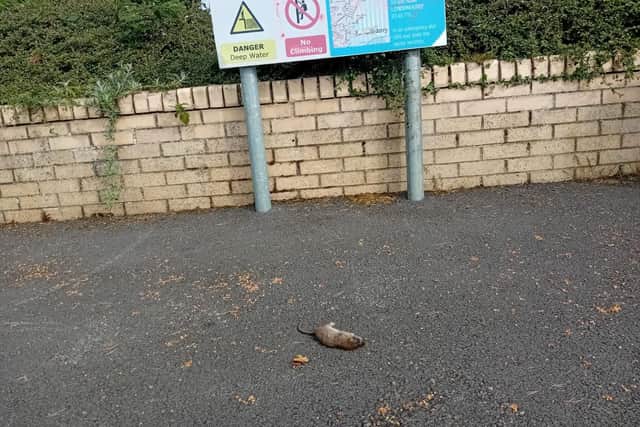 The remains of a rat on the quayside on Friday.