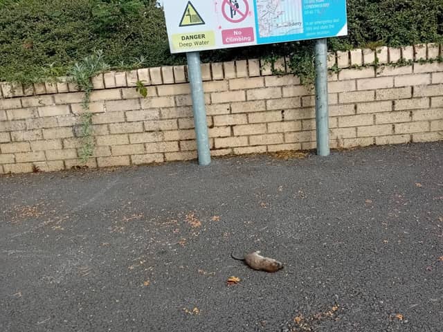 The remains of a rat on the quayside on Friday.