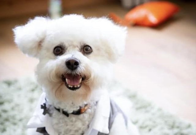 The delightful dogs of Derry and Inishowen, as sent in by proud Derry Journal readers.
