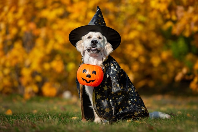 Before Halloween arrives, think about your dog’s access to the door. Popping your dog on a lead before you open the door or ensuring they don’t have access to the door when trick or treaters pop by will help to keep them safe. If you can’t close off access to your door, you can teach your dog to wait at doorways, decreasing the chance of your dog running out the door or jumping up at trick or treaters.