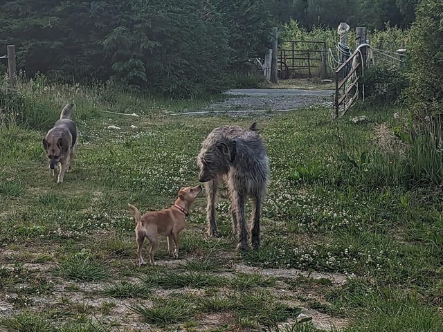 Penny and her big friend Finn