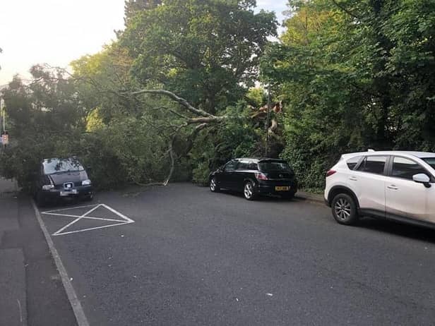 The tree fell at Crawford Square on Thursday. Photo: Mark H. Durkan.