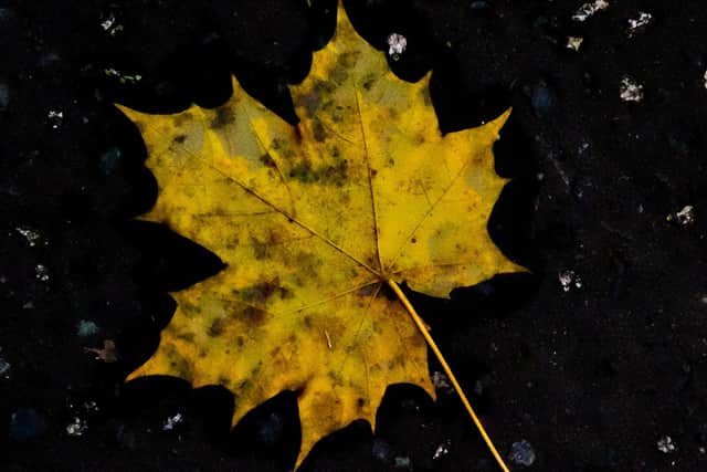 An Autumn Leaf by Luca Coyle.