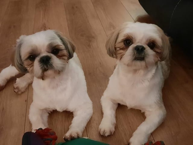 The delightful dogs of Derry and Inishowen, as sent in by proud Derry Journal readers.