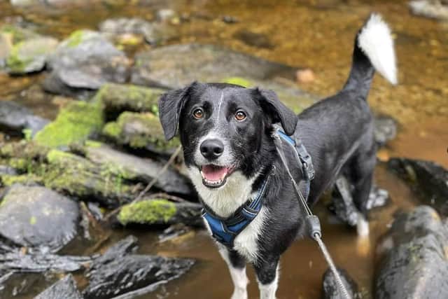 Collie-cross Finn who has been waiting to be adopted from Rainbow Rescue and Rehoming Centre for a year.
