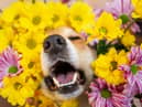 Look out for allergies in dogs (photo: Adobe)