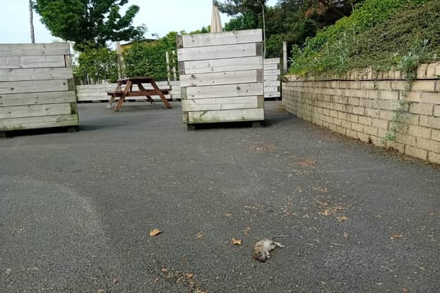 A dead rat near the parklet at Meadowbank Quay.