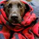Dogs Trust has issued a guide on how to keep your four-legged friend safe and warm during the cold spell.