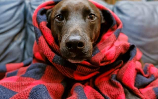 Dogs Trust has issued a guide on how to keep your four-legged friend safe and warm during the cold spell.