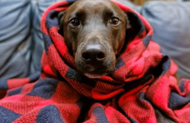 Dogs Trust has issued a guide on how to keep your four-legged friend safe and warm during the cold spell.
