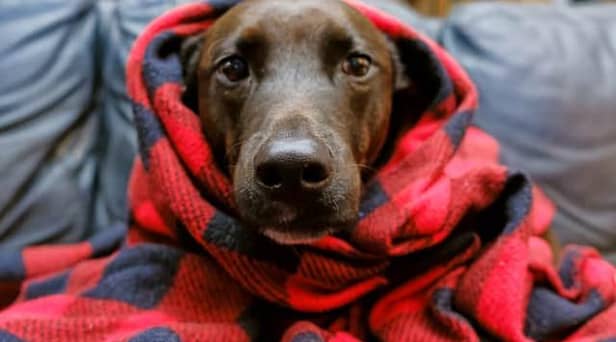 Dogs Trust has issued a guide on how to keep your four-legged friend safe and warm during the cold spell.