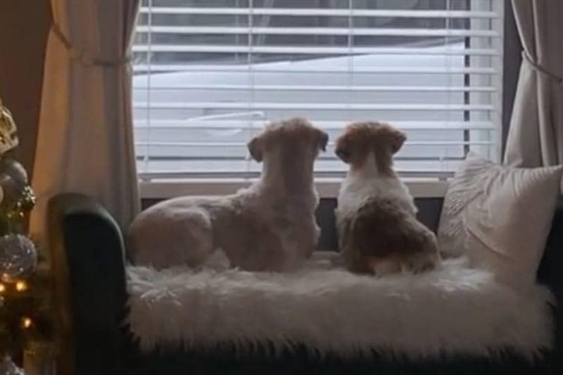 Max and Milo from Tina Cassidy.