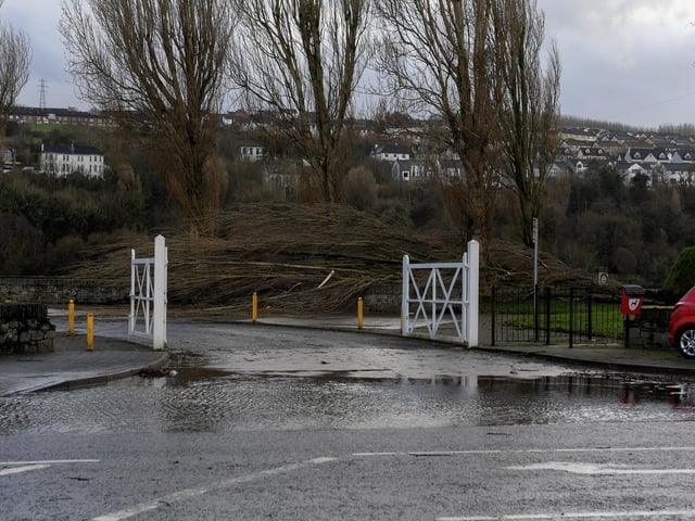 Trees along the Foyle Embankment uprooted by Storm Isha. Photo: George Sweeney