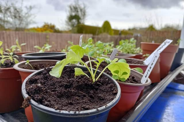 Hardening off seedlings outdoors on top of the blue bin.