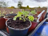 Hardening off seedlings outdoors on top of the blue bin.