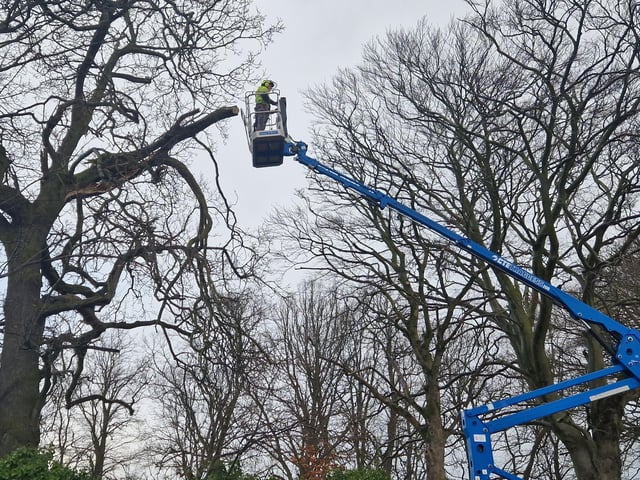 A tree surgeon repairs a damaged tree on Duncreggan Road