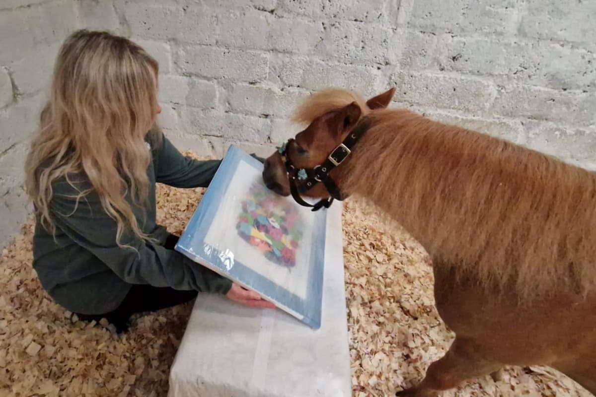 WATCH: Meet Derry's very own painting pony - Shet Van Gogh - whose masterpieces adorn walls across the world