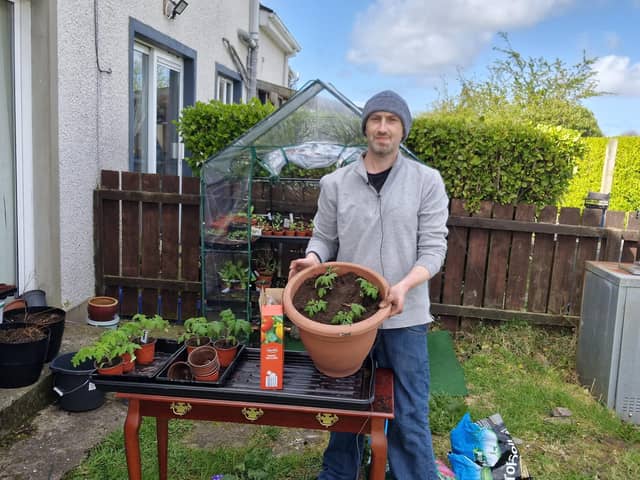 Transplanting tomato seedlings.
