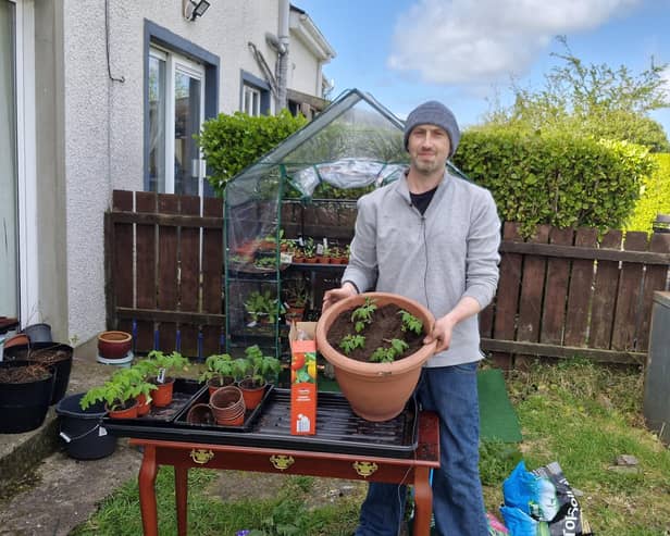 Transplanting tomato seedlings.