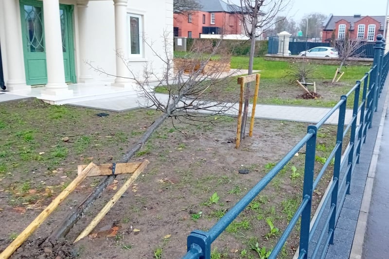 Saplings felled in St. Columb's Park.