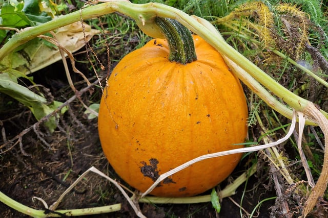 The IOSAS Centre & Celtic Prayer Garden in Muff are hosting Pumpkin Day on Saturday October 28. Keep an eye on their Facebook page for more information.