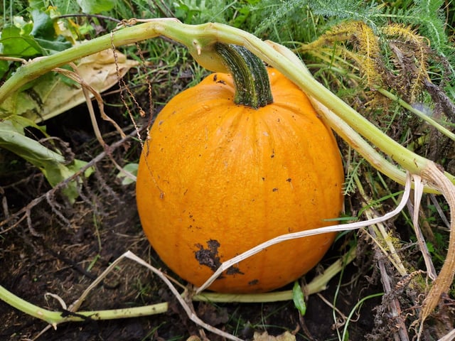 The IOSAS Centre & Celtic Prayer Garden in Muff are hosting Pumpkin Day on Saturday October 28. Keep an eye on their Facebook page for more information.
