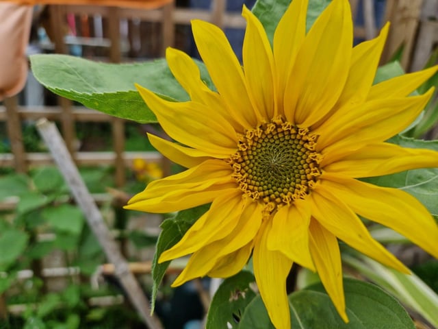 Sunflower