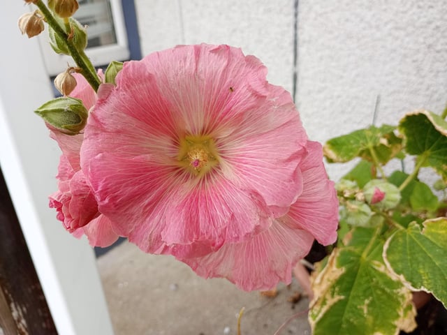 Hollyhock - I know I said ten but I couldn't leave this one out. For wow factor impact Hollyhock, a giant of the garden, is hard to beat. From its rosette base emerge long strong stalks dotted with single or double blooms in a wide variety of flowers. Another plant people often comment doesn't look real because of its beauty and size. It is very easy to grow from seed, overwinters fine in Ireland, needs little care and looks great standing sentinel at the back of a border in mass plantings. Photo: Brendan McDaid.