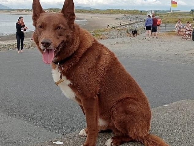 Buster a border collie Canadian kelpie mix