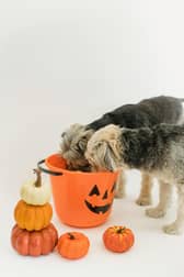 There are plenty of safe and happy ways that animals can enjoy Halloween - Animal News Agency
