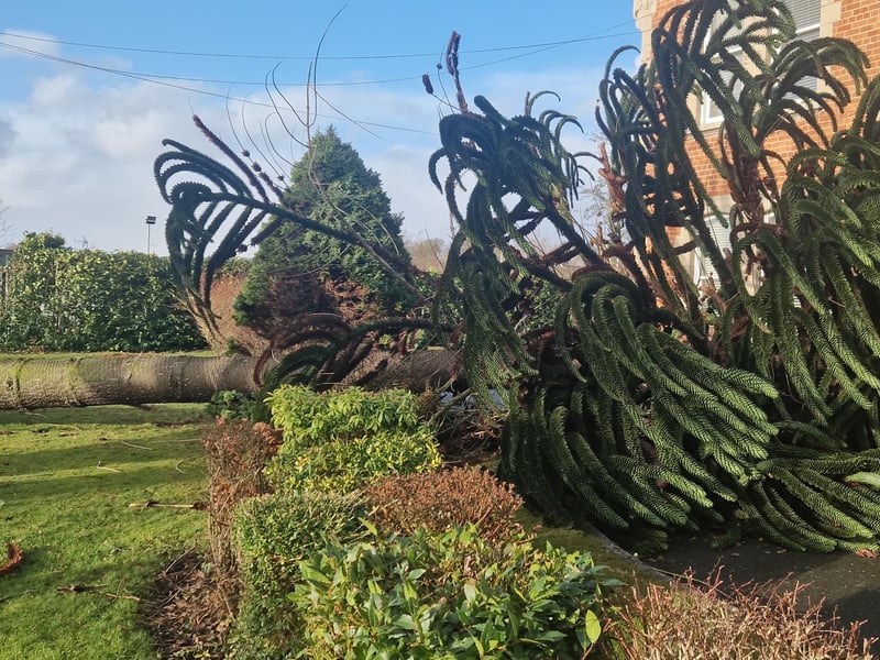 A large monkey puzzle tree in the grounds of St. Parick’s Church in Pennyburn was felled by Storm Éowyn on Friday morning.