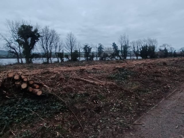 Several acres of pine plantation have been cleared.